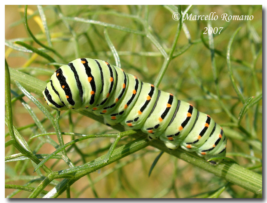 Strategie di difesa: osmeterium del bruco di Papilio machaon